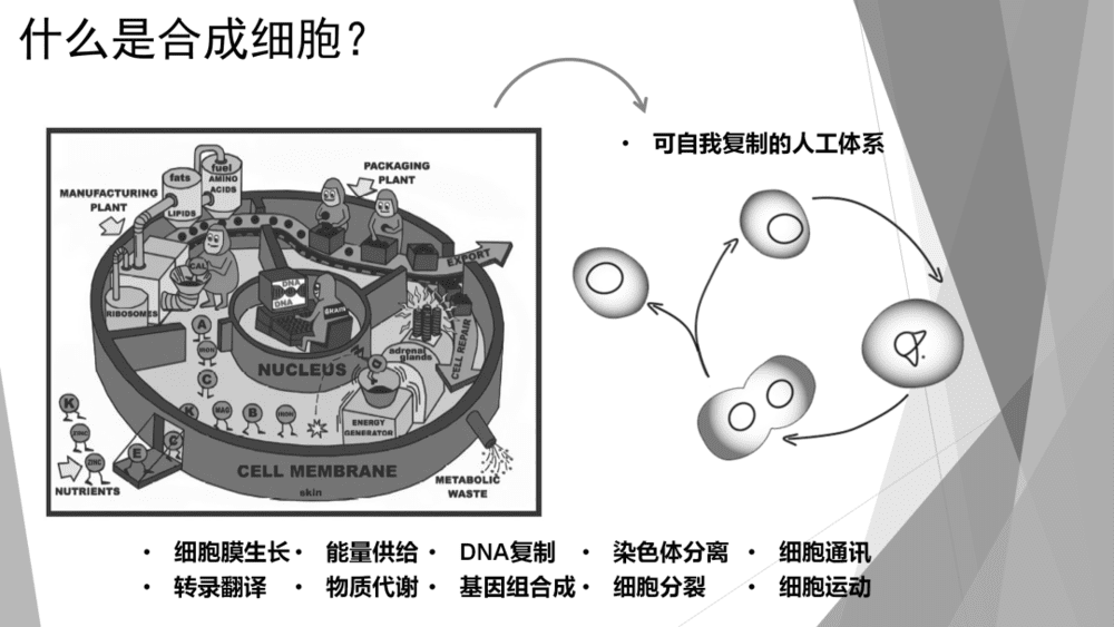  图2 活细胞的主要功能及合成细胞的概念