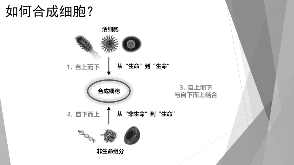 图4 合成细胞的三条技术路线<br>