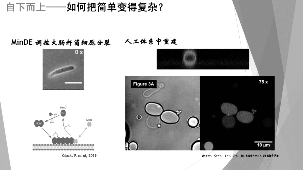 图 7 人工体系重建大肠杆菌分裂过程