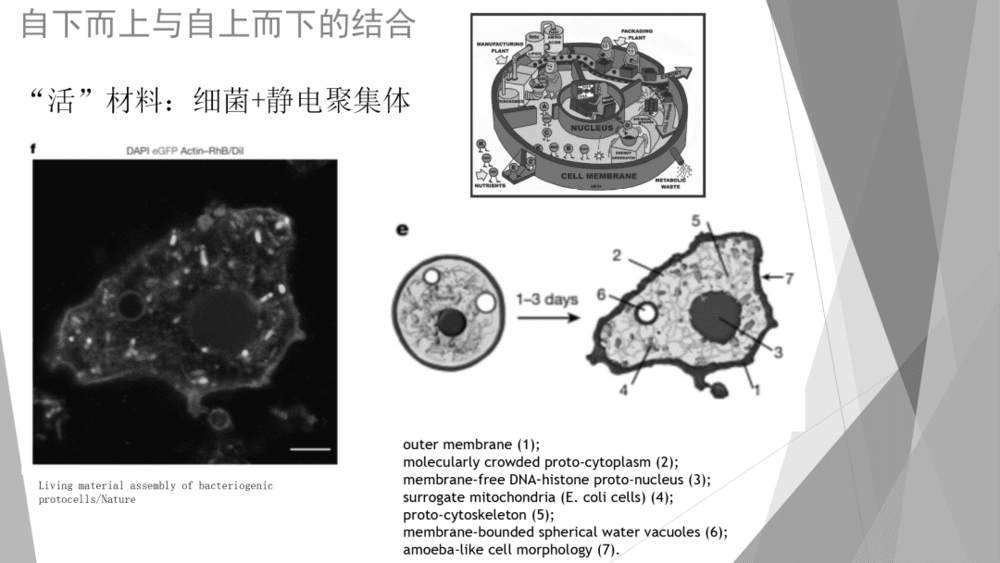 图 8 大尺度的“人工细胞”<br>