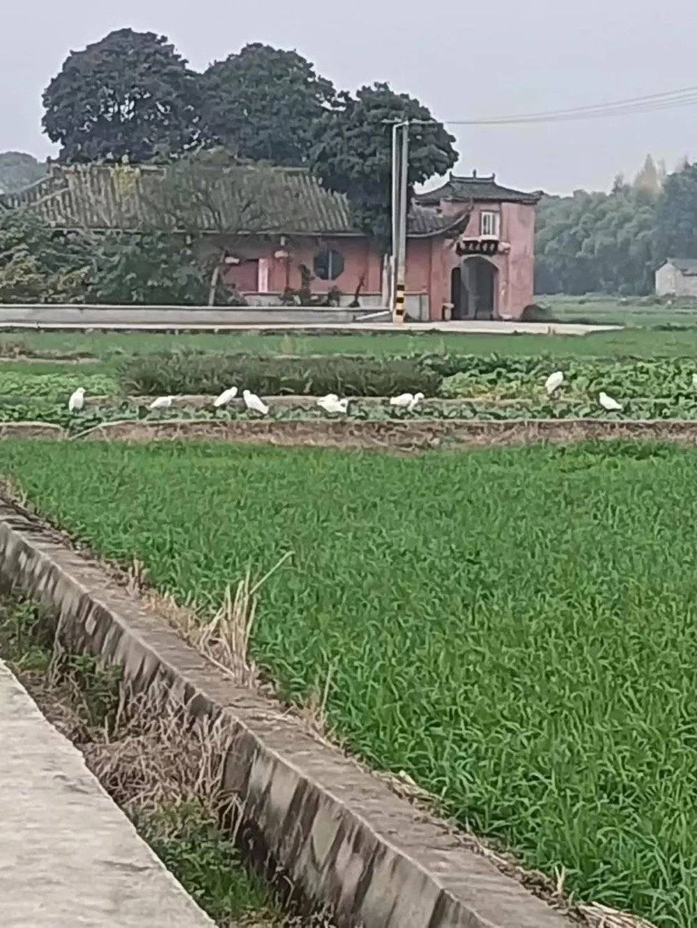 图 | 郑宁父母居住的村子