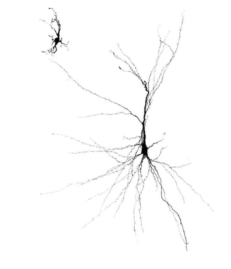 由人源干细胞所分化的神经元移植到大鼠大脑中（右）比在培养皿中培养的神经元（左）生长得更完全。来源：斯坦福大学<br>