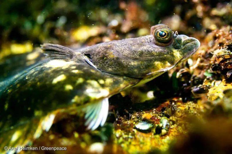 阿德勒格伦德（Adlergrund）保护区内的欧洲比目鱼（Platichthys flesus） © Axel Heimken / Greenpeace<br>