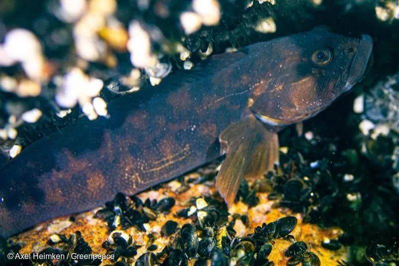 阿德勒格伦德（Adlergrund）保护区内的圆形虾虎鱼（Neogobius melanostomus） © Axel Heimken / Greenpeace<br>