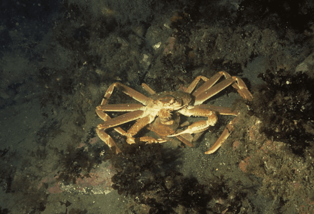 海底的雪蟹 | Derek Keats / Wikimedia Commons<br>
