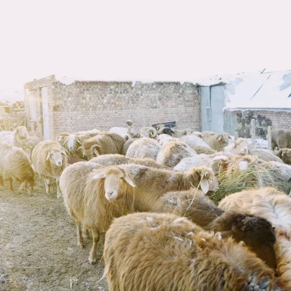 来到冬窝子的羊群。（摄影：梁盼盼）