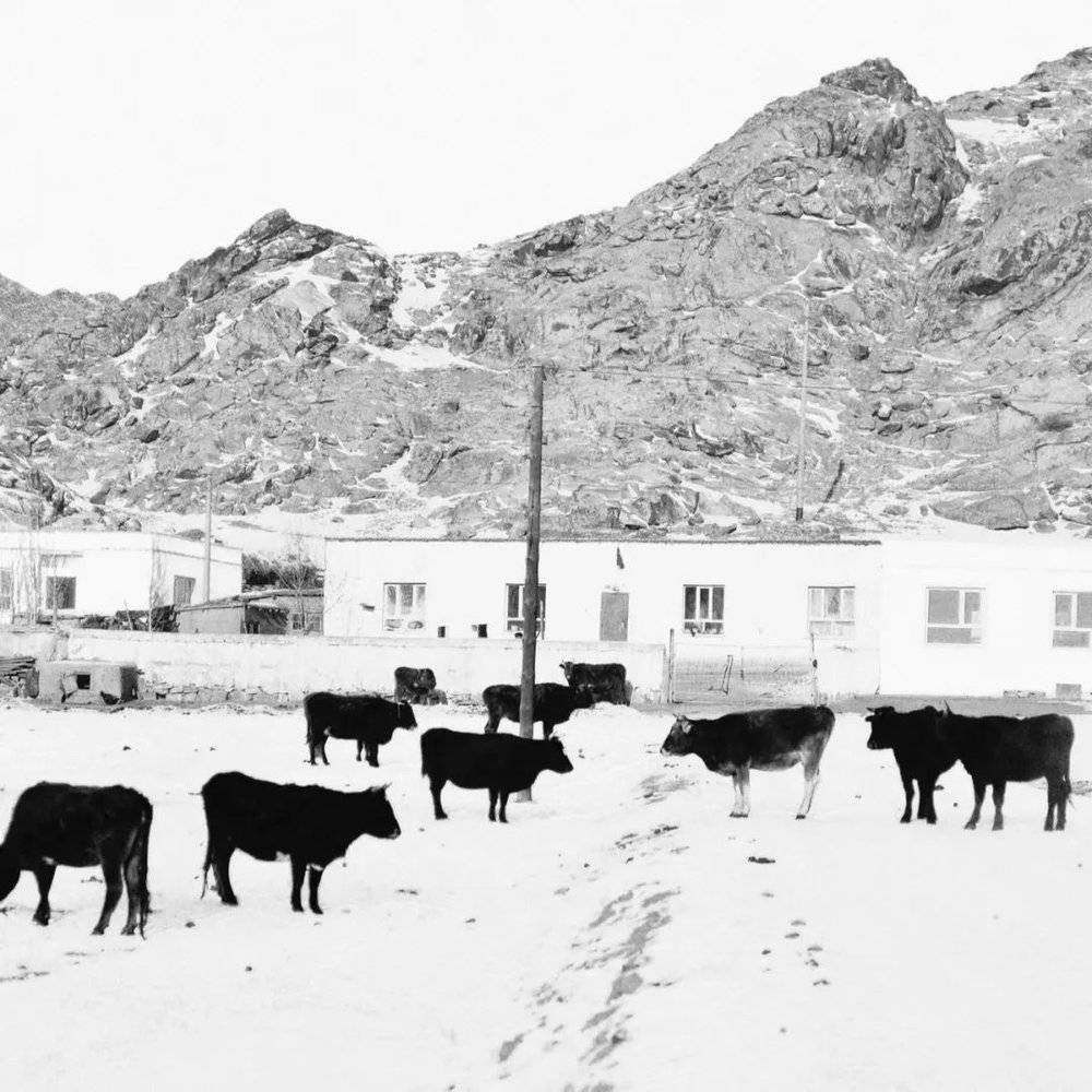 牧场过冬的牛群。（摄影：梁盼盼）
