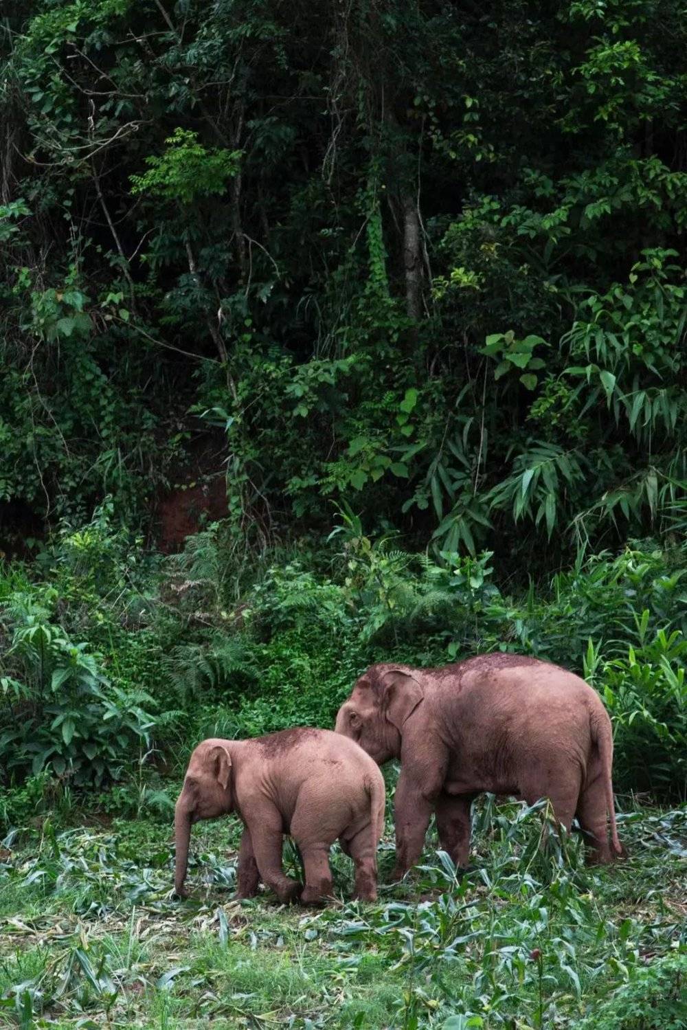 生活在热带雨林里的野生亚洲象。摄影/熊王，供图/阿拉善SEE