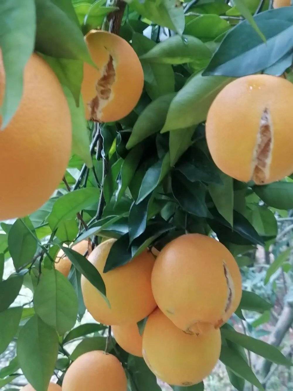 因水分过多而在树上开裂的脐橙。作者供图<br>