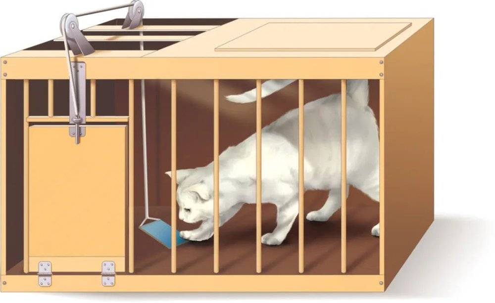 桑代克实验用的猫：当小猫通过踩下踏板开关成功开门之后，它使用其他方式（如抓挠门板、顶天花板等）开门的频率就会降低。© Towards Data Science