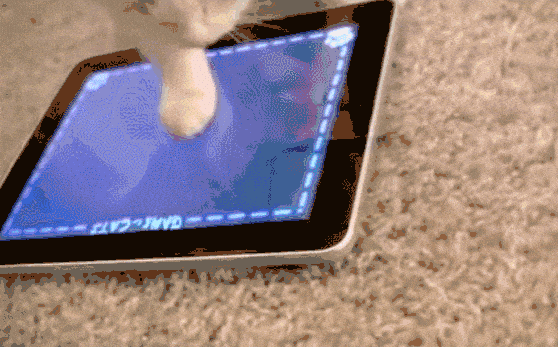 小猫玩平板