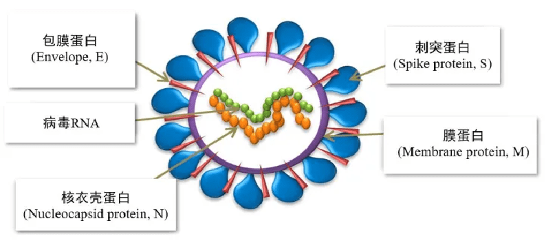 新冠病毒结构示意图（作者供图）<br>