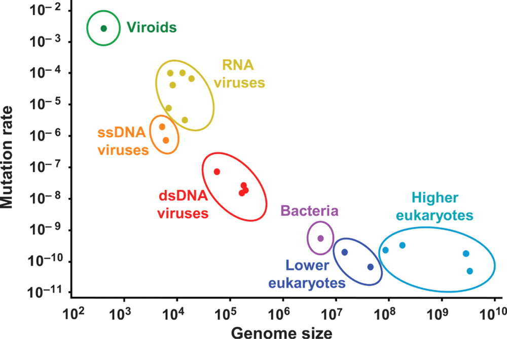 各类病毒的突变率，其中RNA病毒属突变率较高的一类（作者供图）<br>