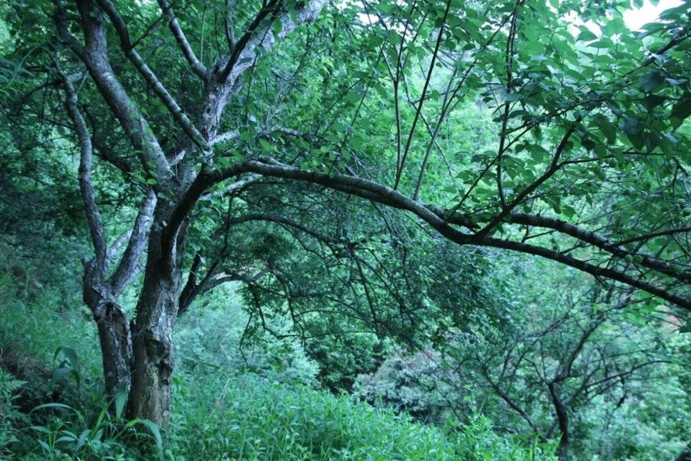 早年遗留下来的青梅树，成为深耕在村里培育的青梅加工合作社的鲜果来源 作者供图<br>