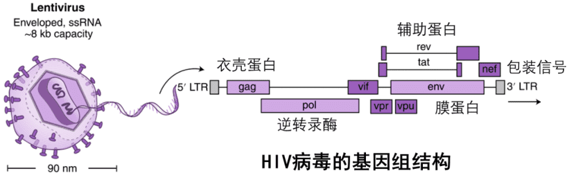 图源：HIV病毒的基因组结构<sup>[1]</sup><br>