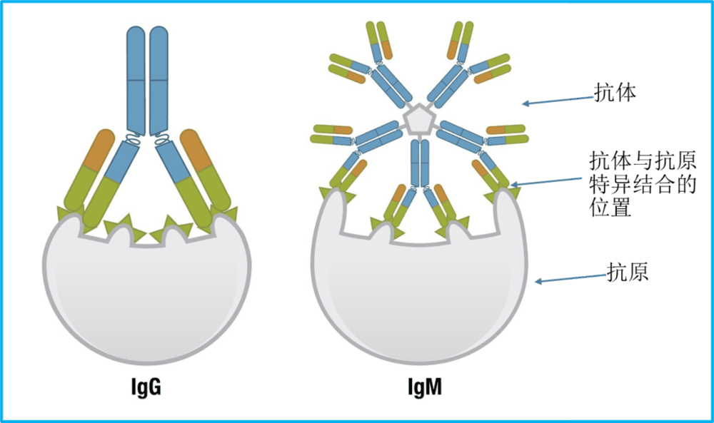 附图. IgG与IgM抗体比较<br>