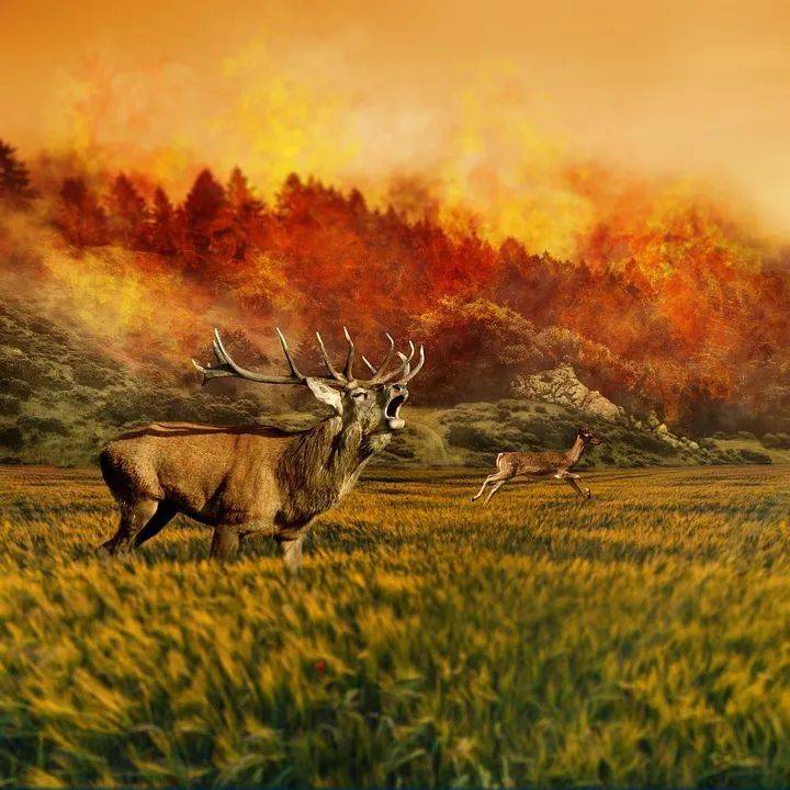 林火、风暴、洪水等等会促使野生动物慌乱逃窜 | pixabay<br>