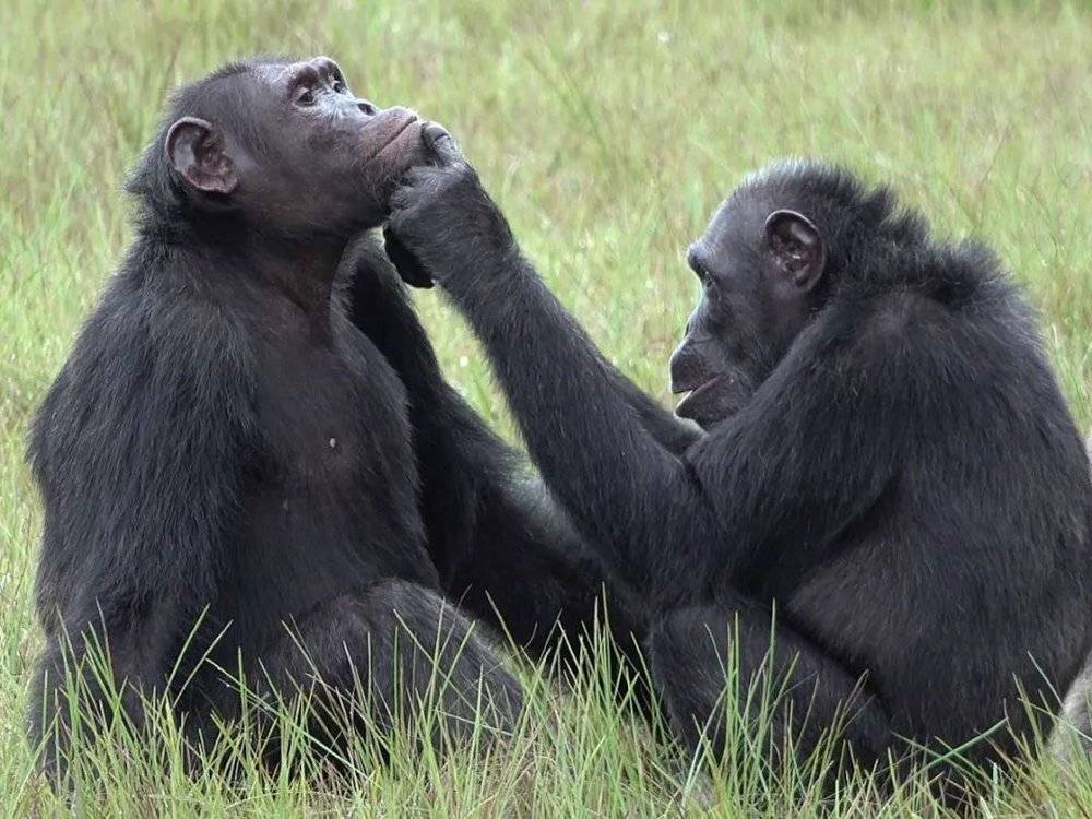 （图／Tobias Deschner， Ozouga chimpanzee project）<br>
