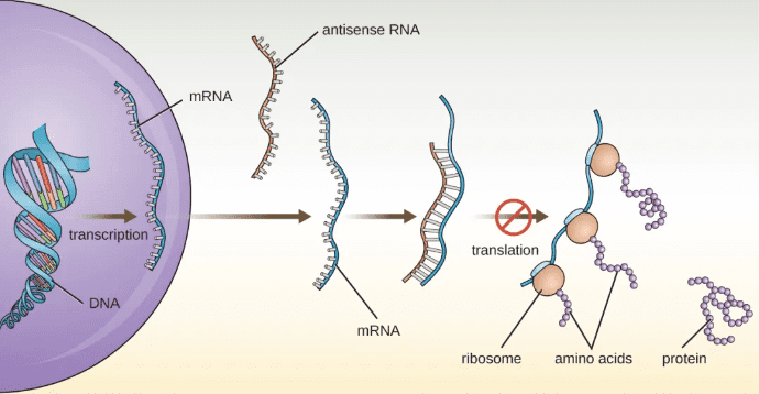 mRNA原理，图源：Robinson R