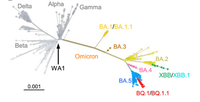 新冠Omicron亚变体与其他主要SARS-CoV-2变体的无根系统发育树（比例条表示遗传距离）