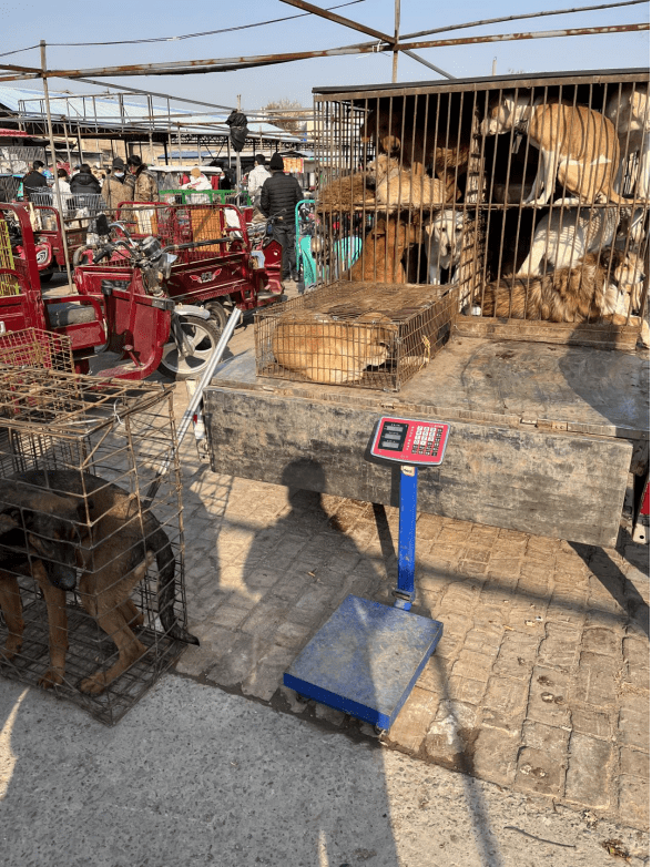 “肉狗车”的铁笼几乎塞满了各种宠物犬，有的狗蜷缩笼内动弹不得 作者供图