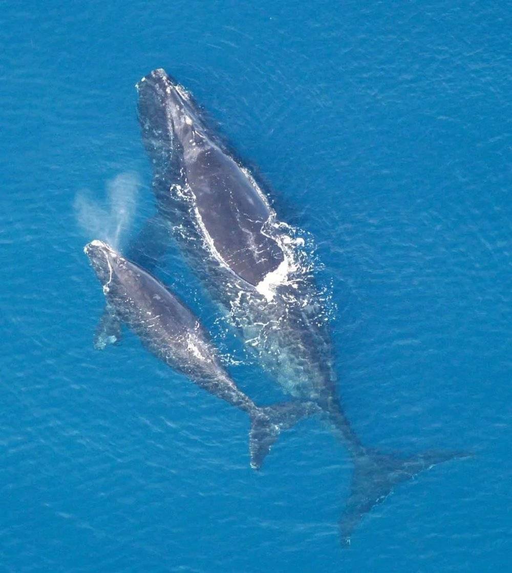 一头北大西洋露脊鲸和她的幼崽｜Wikimedia Commons<br>