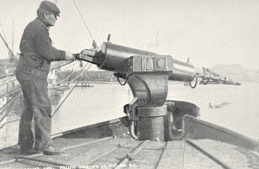 在商业捕鲸业发展史上，捕鲸炮的发明是最重要的技术革新，它极大提升了捕鲸的效率，内嵌高爆炸药的鲸叉可以对大型须鲸一击致命｜Freshwater and Marine Image Bank， Université de Washington， 1909<br>