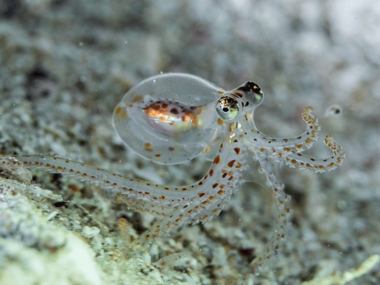在这只幼年章鱼中，我们可以看到它们复杂的相机般的眼睛。—Nir Friedman