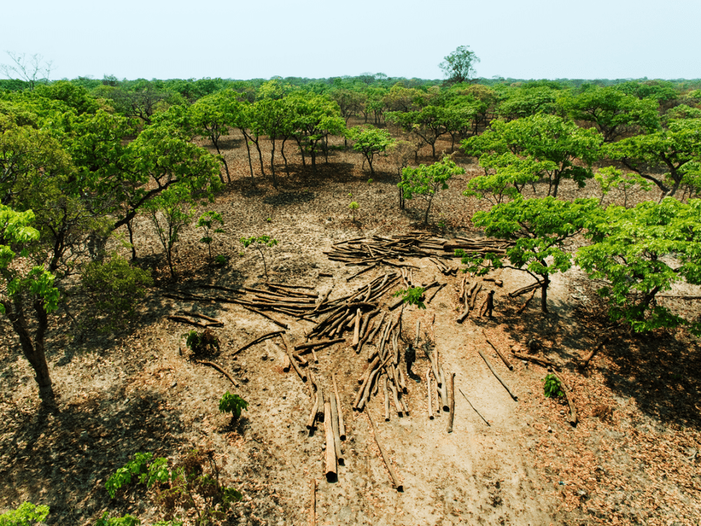 ●刚果雨林区域内的毁林行为 / 绿色和平<br>