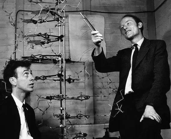 年轻时的沃森（左）和克里克，还有他们的DNA模型