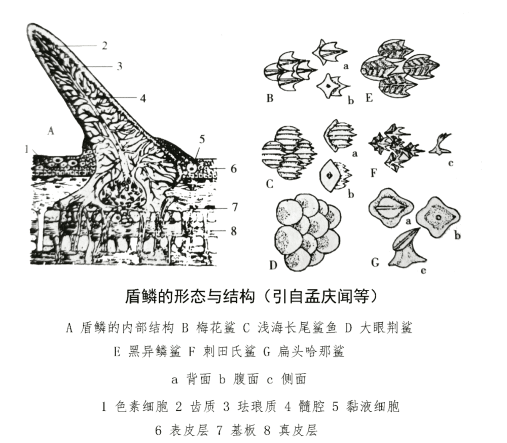 图3. 盾鳞的结构与形态<sup label=图片备注 class=text-img-note>[1]</sup><br>