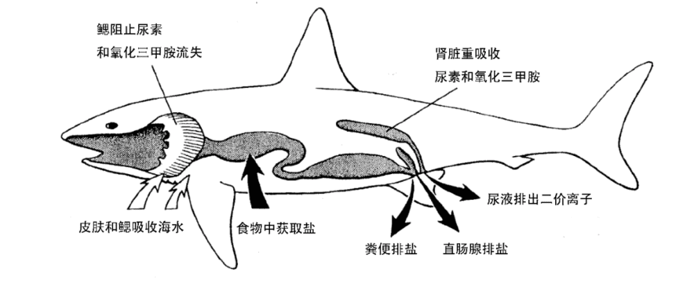 图5. 鲨鱼渗透压调节过程示意图丨来源：www.du.edu.eg 作者汉化<br>