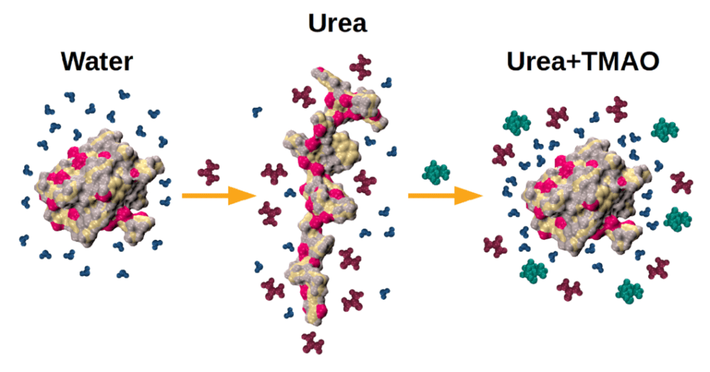 图6. 尿素使蛋白质结构舒展，加入TMAO后蛋白质会恢复到折叠状态<sup label=图片备注 class=text-img-note>[3]</sup><br>