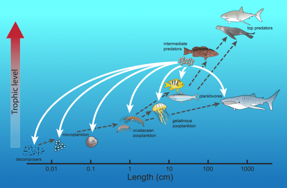 图表9 海洋食物网简示图丨来源：Sally Palmer@utmsi.utexas.edu<br>