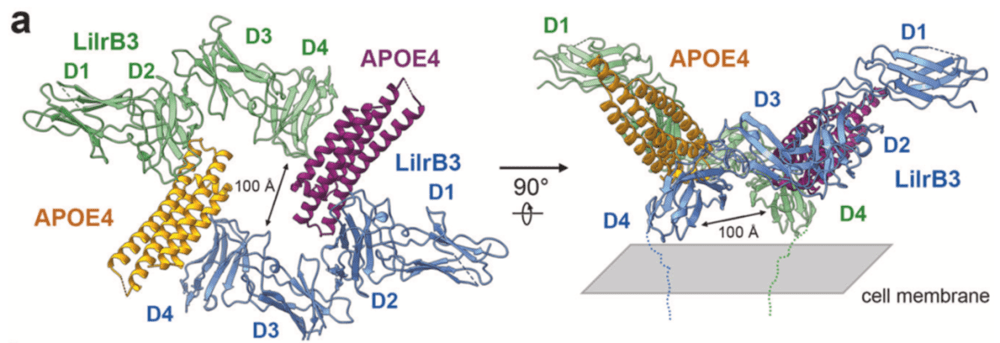 图4 APOE4—LilrB3复合物整体结构<br>