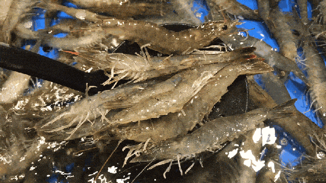 △对虾是葫芦岛的特色海鲜。<br>