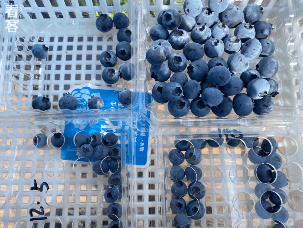 分级版一共两个尺寸，用来筛选蓝莓的大小<br>