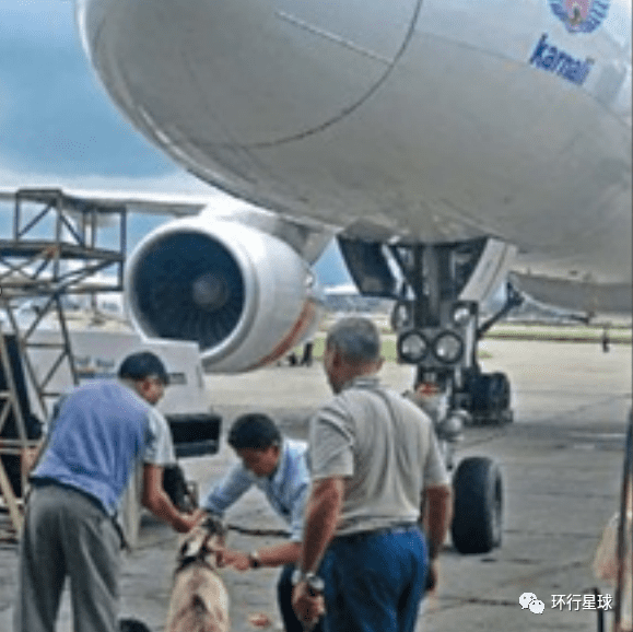 面对飞机技术问题，尼泊尔皇家航空公司向天空之神献祭两只山羊