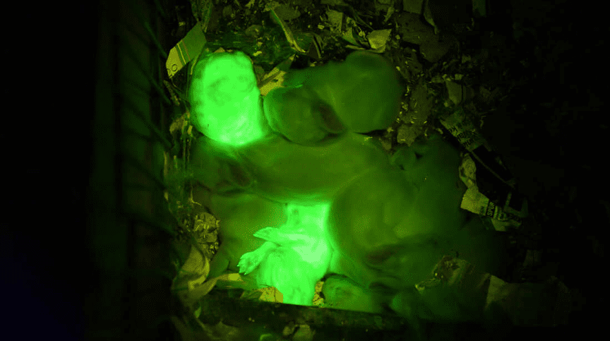 一窝诞生在实验室的兔子幼崽，其中两只在紫外光下发出明亮的绿色荧光| University of Hawaii's John A. Burns School of Medicine<br>