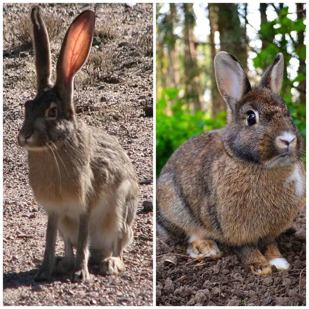 左为野兔，右为穴兔，外观差别还是挺大的吧？丨左：wikimedia comm/Ancheta Wis；右：wikimedia commons/JM Ligero Loarte<br>