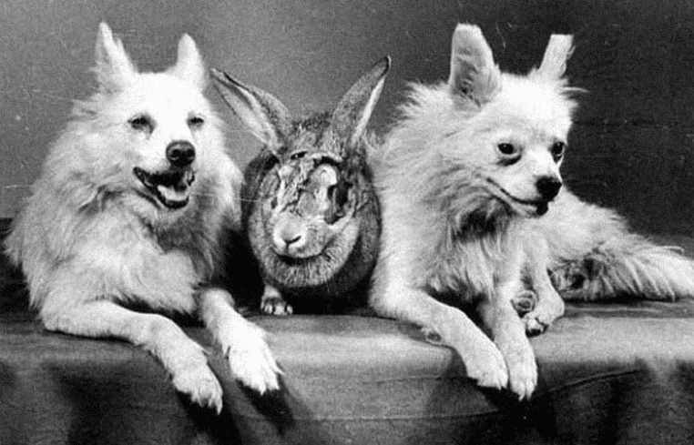 第一只上太空的兔子Марфуша，左右是它的两位同行伙伴| «Животные– первые разведчики космоса»<br>