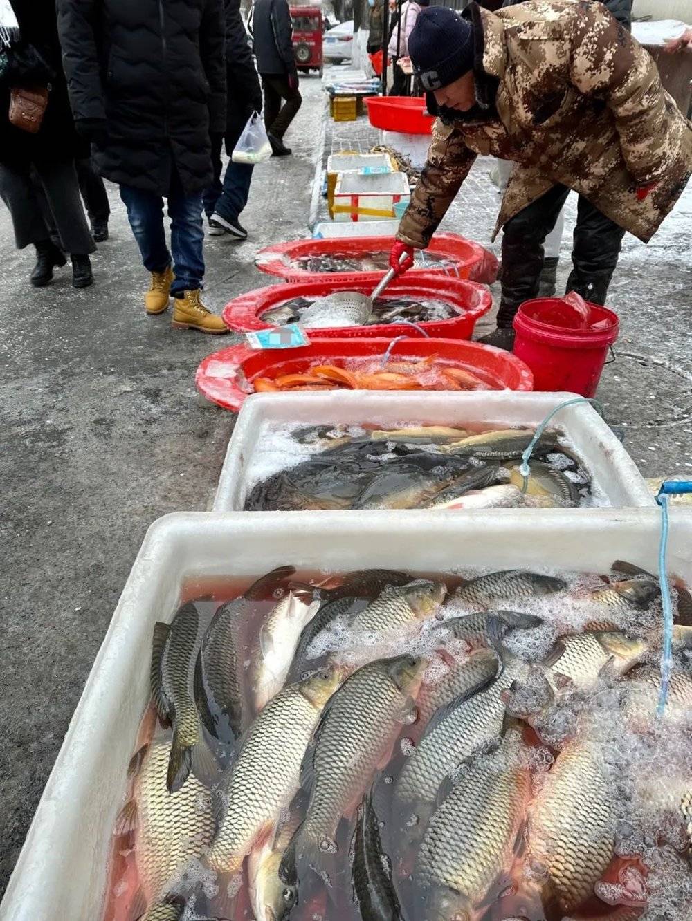 鲤鱼挤在水箱里，几乎被天气冻僵。 时代周报记者 刘沐轩摄