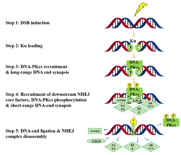 图4. DNA-PK在非同源末端连接修复途径中的生物学功能<br>