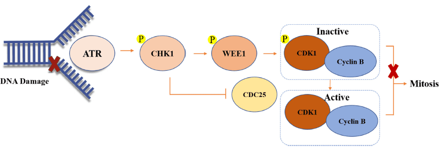 图5. CHK1和WEE1作用机制<br>