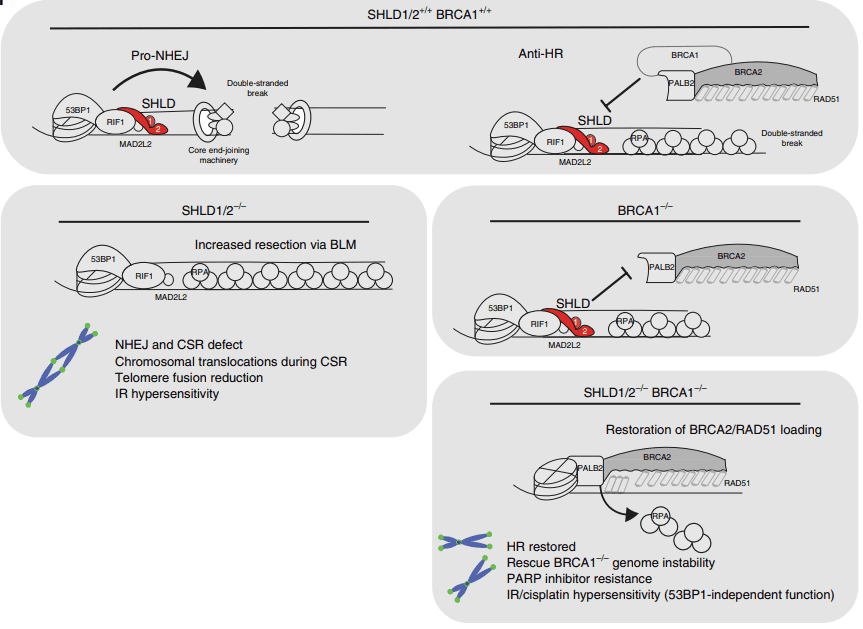 图9. SHLD1/2的敲除在BRCA1敲除细胞中导致对PARPi的耐药机制<br>
