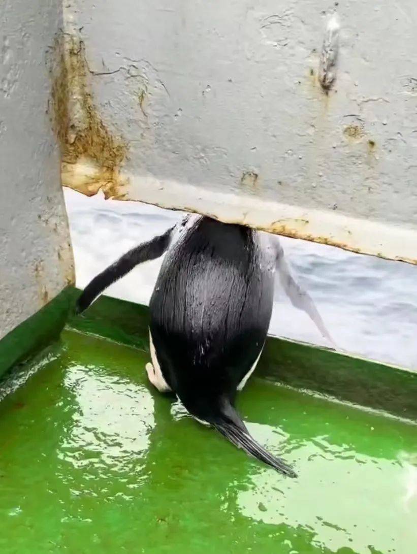 企鹅在船上停留后离开
