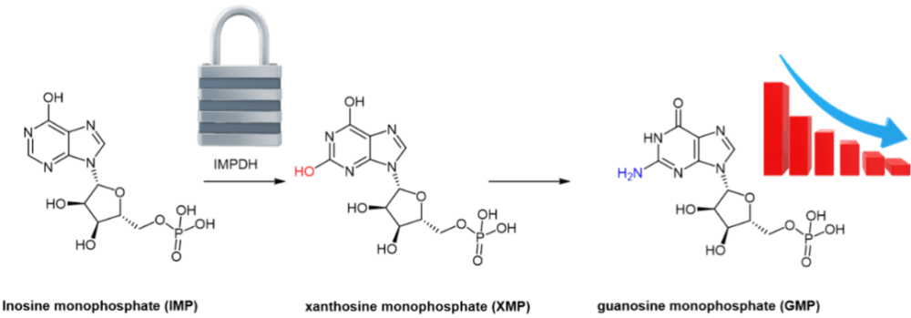 图3. IMPDH抑制剂阻断单磷酸鸟苷GMP合成的过程