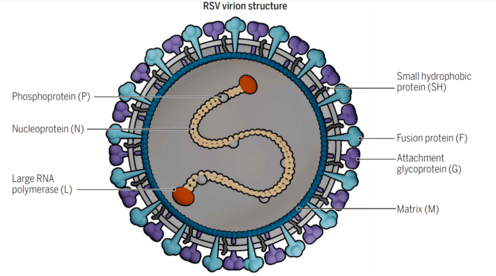 RSV病毒的结构，来源：柳叶刀<br>