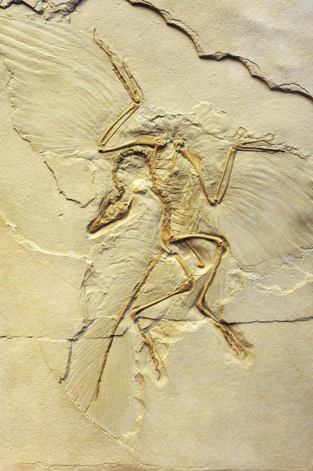 体型较小，善于攀援树栖的带羽恐龙，在这场无差别袭击中幸存了下来（始祖鸟的化石，图：视觉中国）<br>
