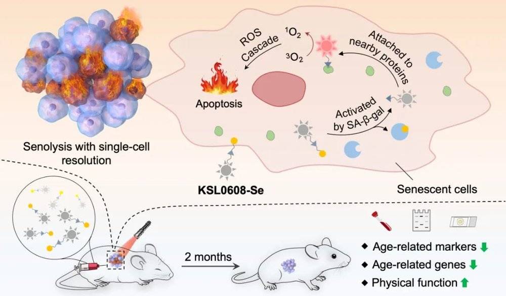前药分子KSL0608-Se精准锚定衰老细胞后通过光诱导促使衰老细胞凋亡的机理示意图（图源：研究作者提供）<br>